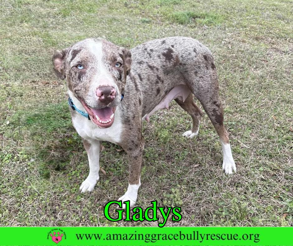 Enlarge Gladys, a Adoptable Australian Shepherd in Pensacola, FL image 1/3