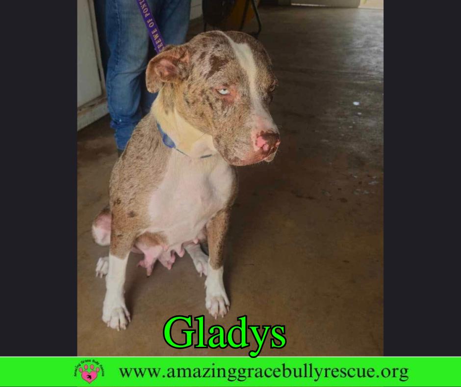Enlarge Gladys, a Adoptable Australian Shepherd in Pensacola, FL image 2/3