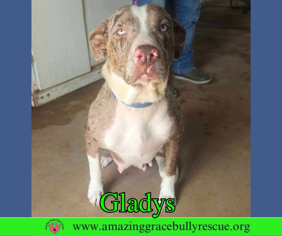 Enlarge Gladys, a Adoptable Australian Shepherd in Pensacola, FL image 3/3