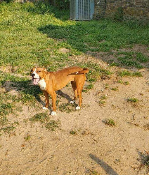 Jill, Adult Female American Staffordshire Terrier