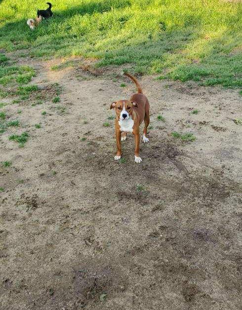 Jill, a Adoptable mixed breed in Holly Springs, NC image 1/3