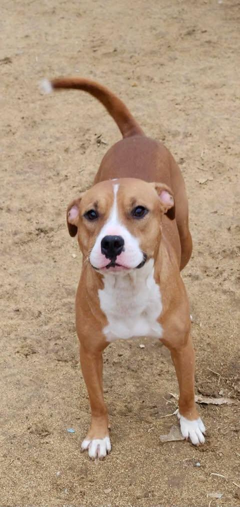 Jill, a Adoptable mixed breed in Holly Springs, NC image 3/3