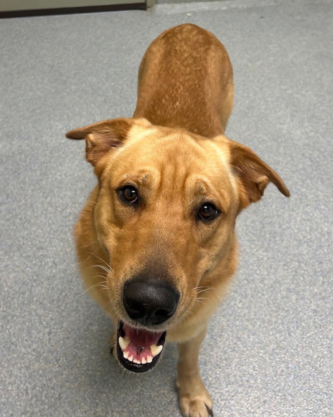 Winston, adopted, Adult Male Golden Retriever & German Shepherd Dog.