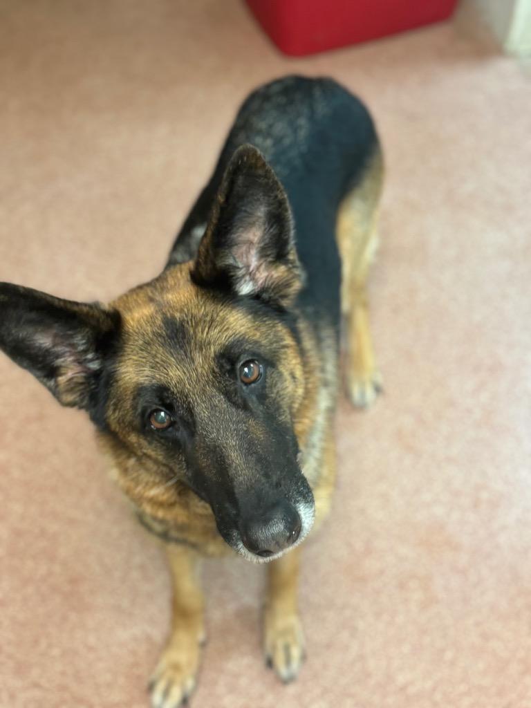 Delilah, Adopted, Adult Female German Shepherd Dog.