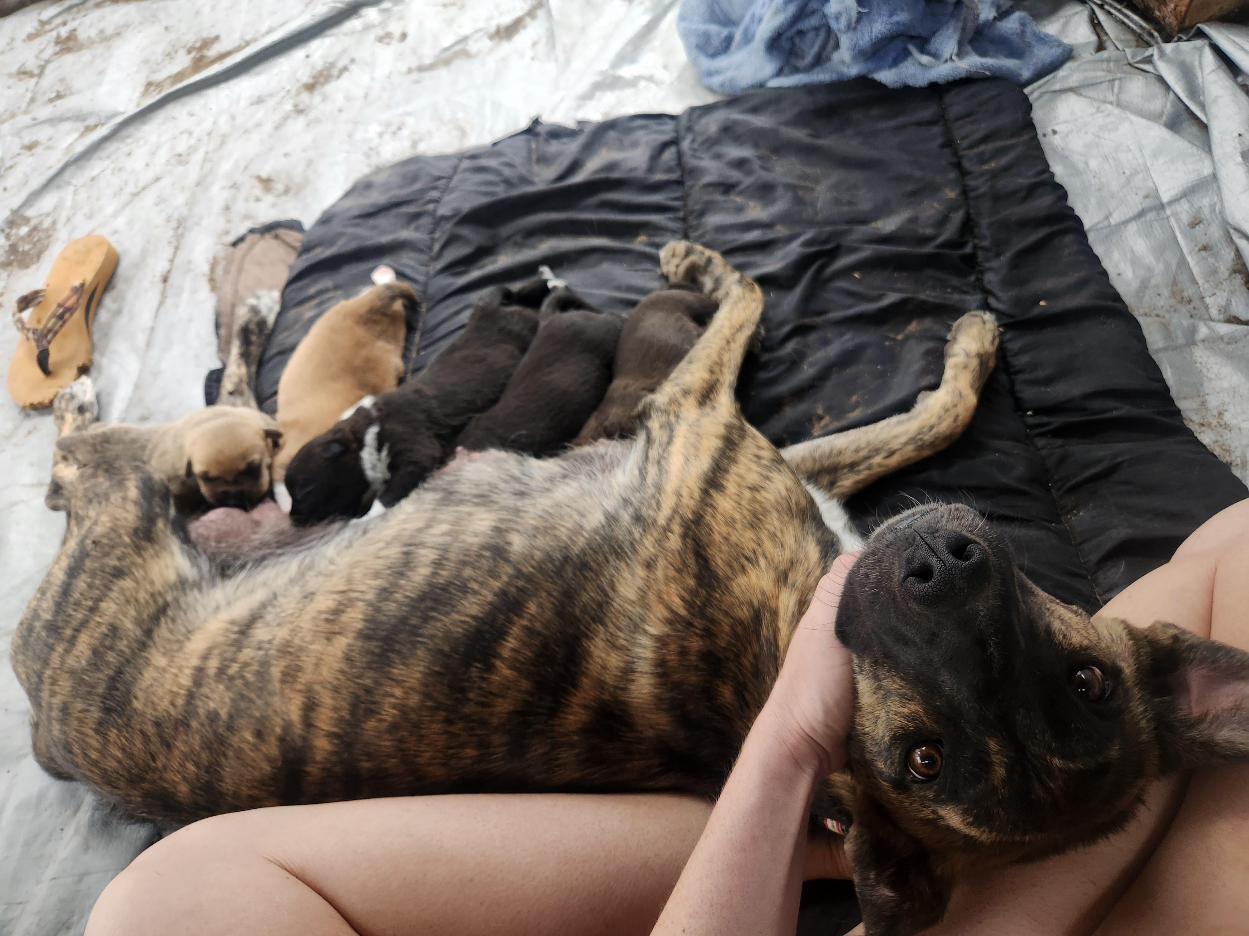 Pickles, an adoptable Cattle Dog in Farmington, NM, 87401 | Photo Image 2
