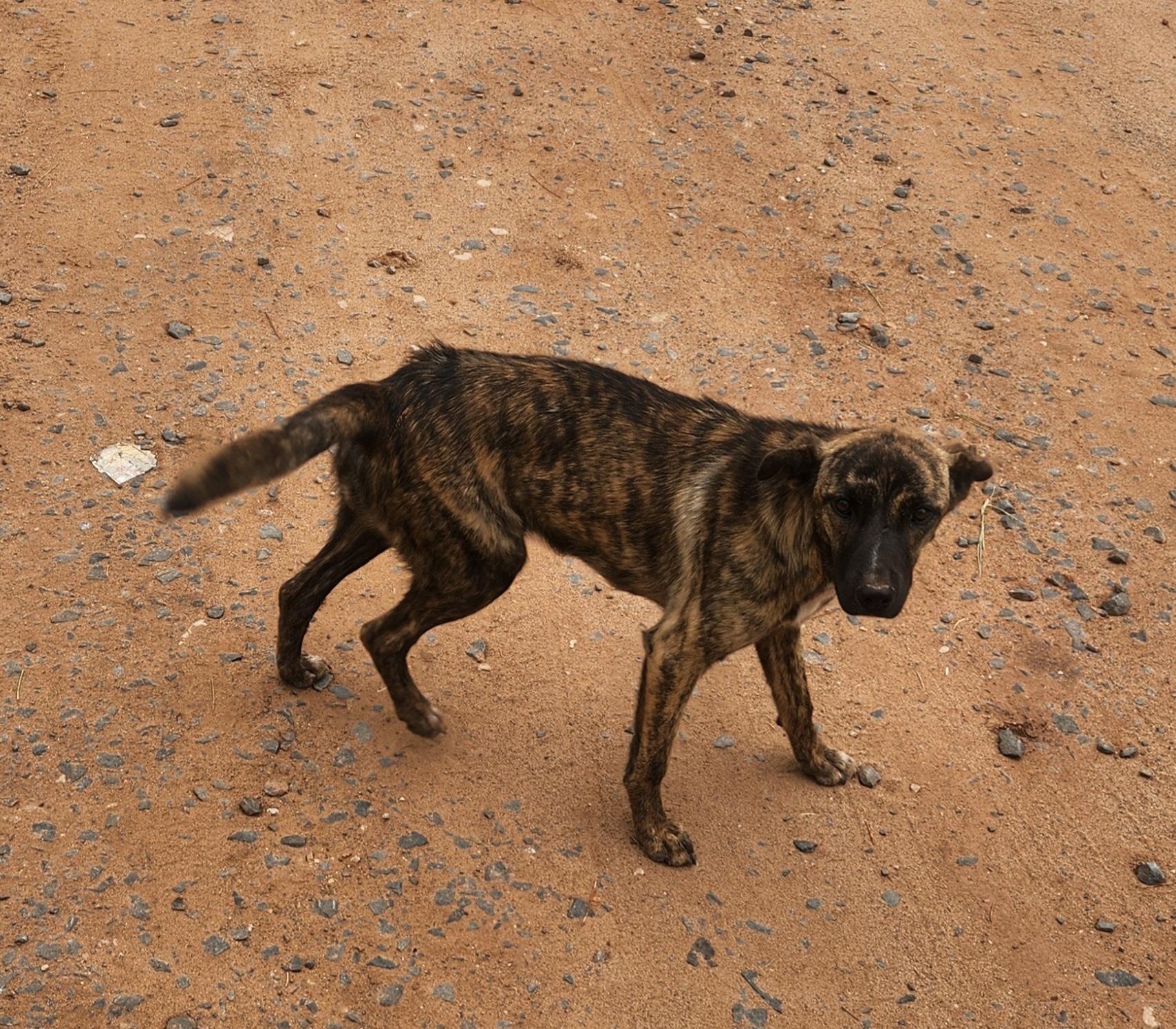 Pickles, an adoptable Cattle Dog in Farmington, NM, 87401 | Photo Image 1