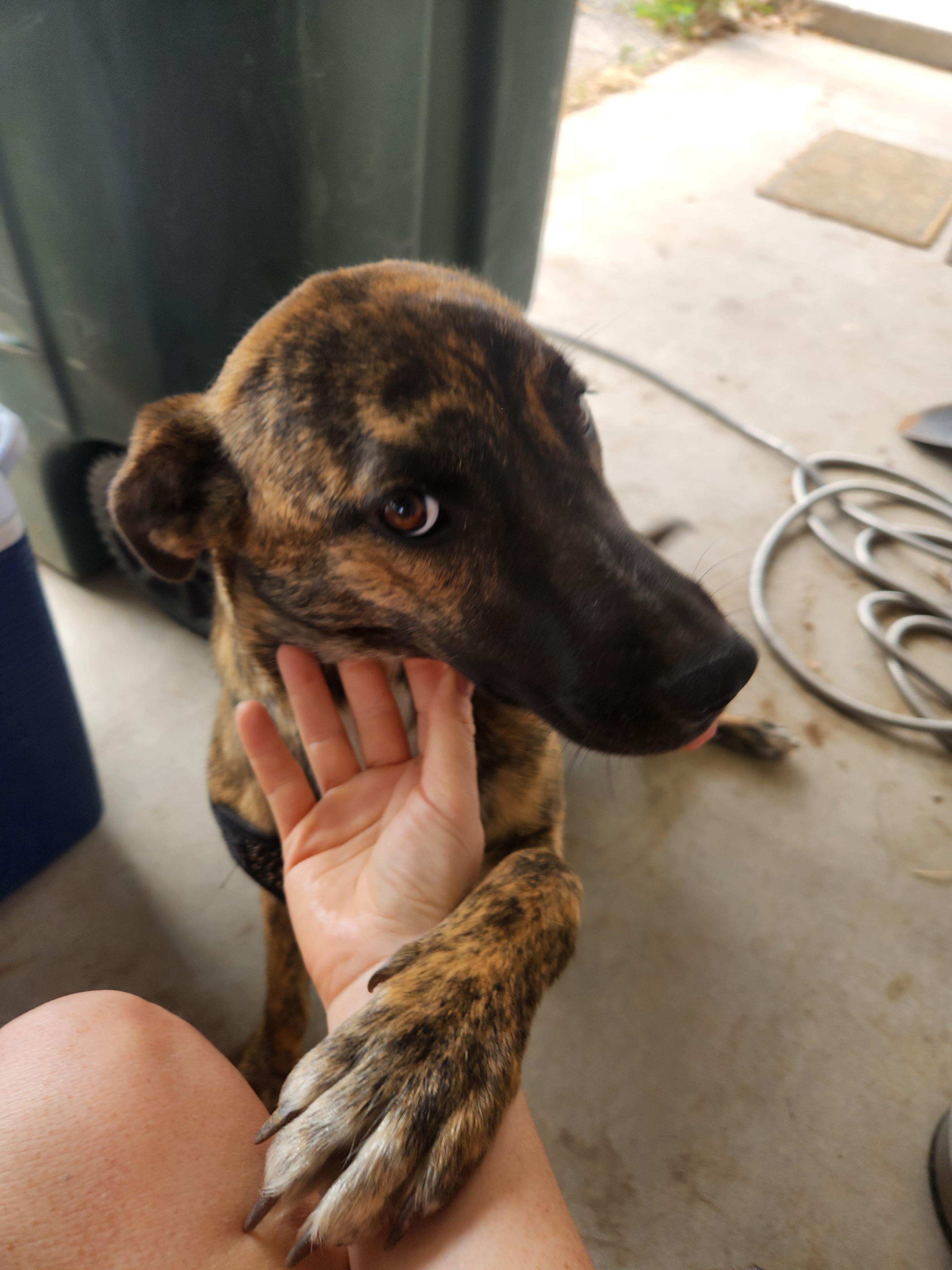 Pickles, an adoptable Cattle Dog in Farmington, NM, 87401 | Photo Image 3