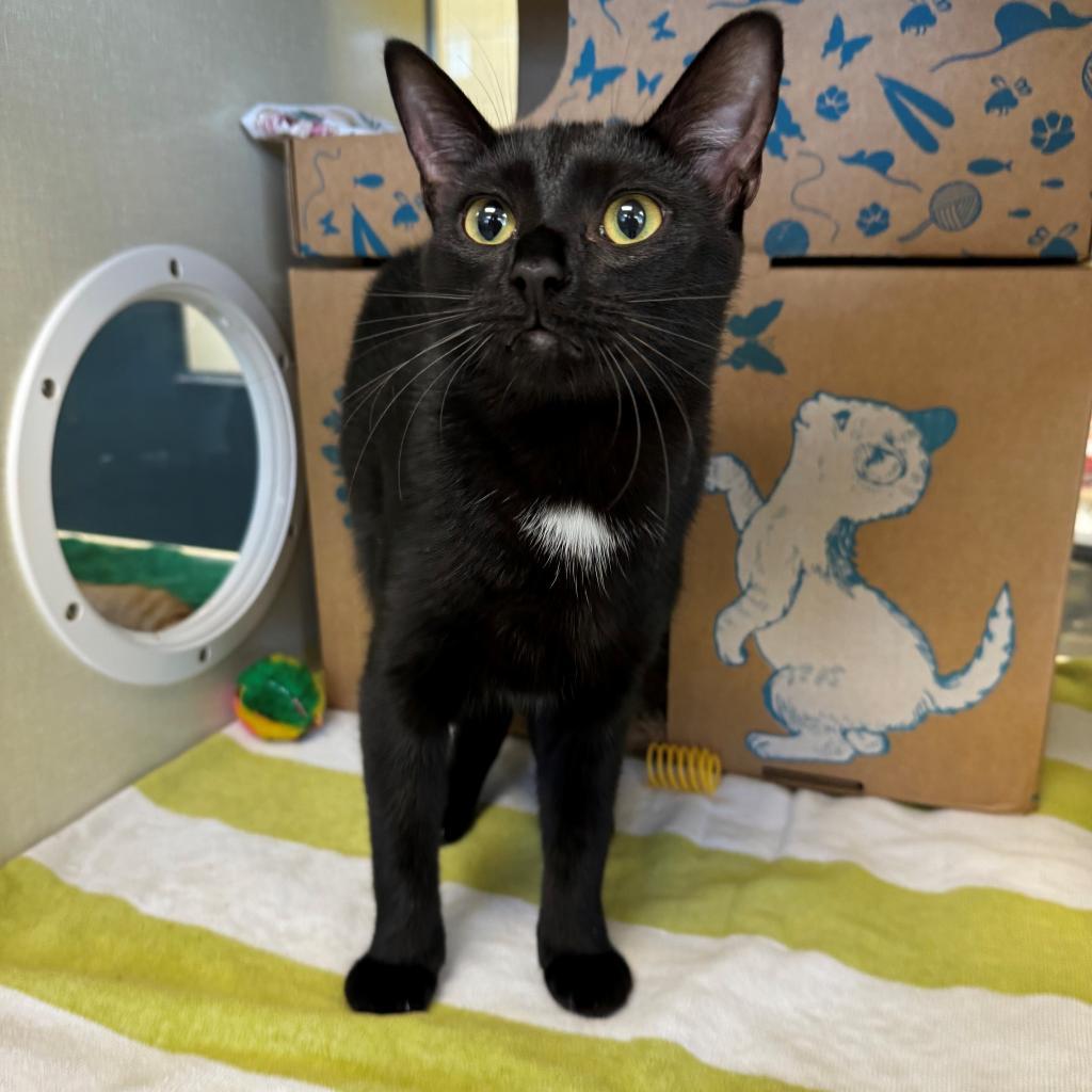 Pete (Holland Cat Cove), a Adoptable Domestic Short Hair in West Olive, MI image 1/6