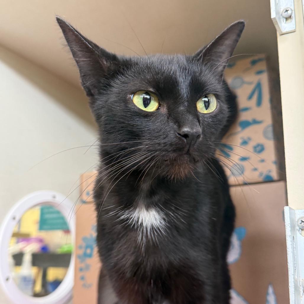 Pete (Holland Cat Cove), a Adoptable Domestic Short Hair in West Olive, MI image 2/6
