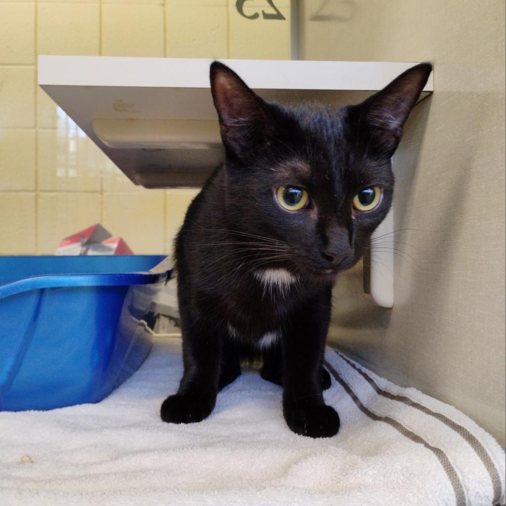 Pete (Holland Cat Cove), a Adoptable Domestic Short Hair in West Olive, MI image 3/6