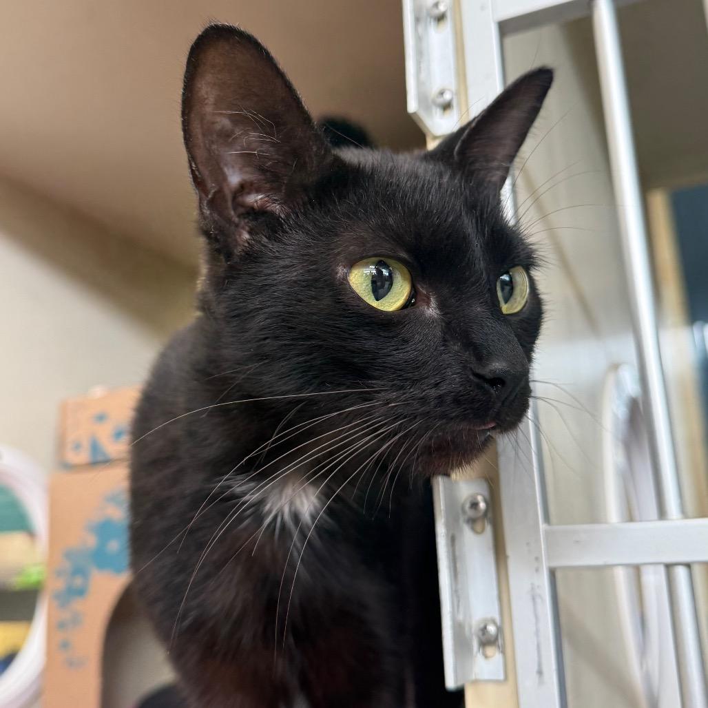 Pete (Holland Cat Cove), a Adoptable Domestic Short Hair in West Olive, MI image 4/6