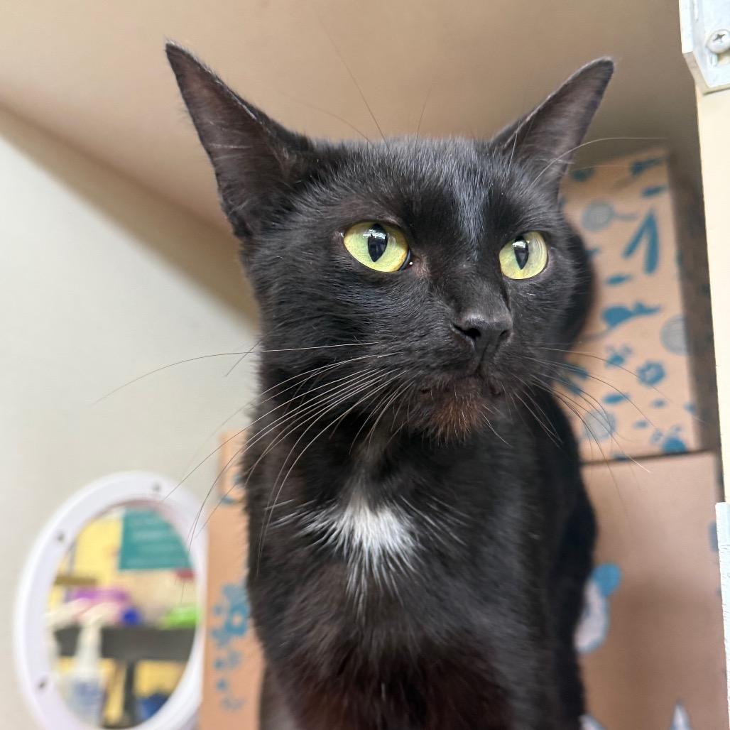 Pete (Holland Cat Cove), a Adoptable Domestic Short Hair in West Olive, MI image 5/6