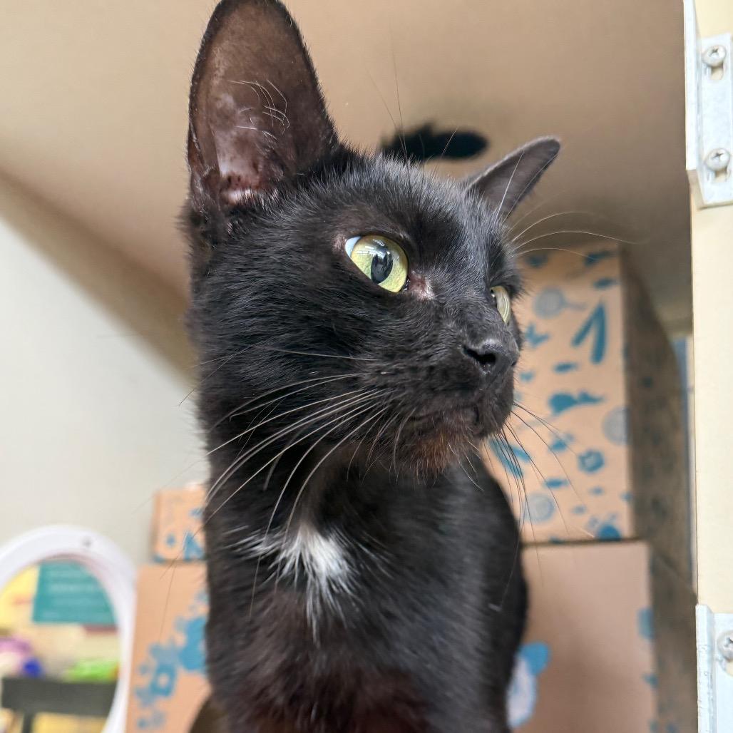 Pete (Holland Cat Cove), a Adoptable Domestic Short Hair in West Olive, MI image 6/6