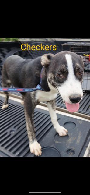 Checkers, Adoptable, Young Male Mixed Breed.