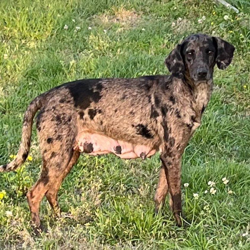 Molly, a Adoptable mixed breed in Grand Bay, AL image 1/4