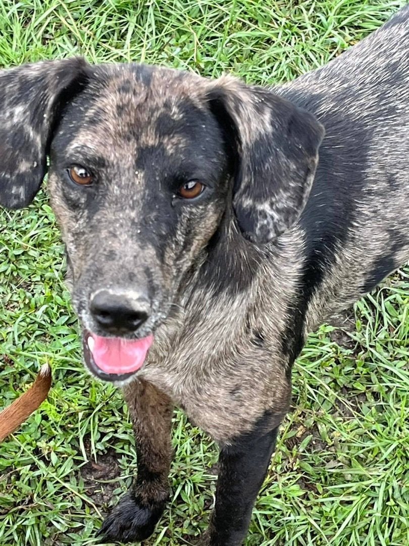 Molly, a Adoptable mixed breed in Grand Bay, AL image 2/4