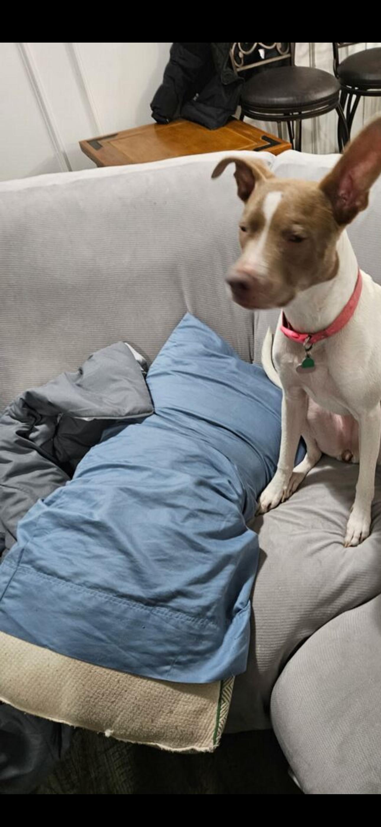 Enlarge Oakleigh  Delilah, a ADOPTABLE mixed breed in Dallas, TX image 2/3