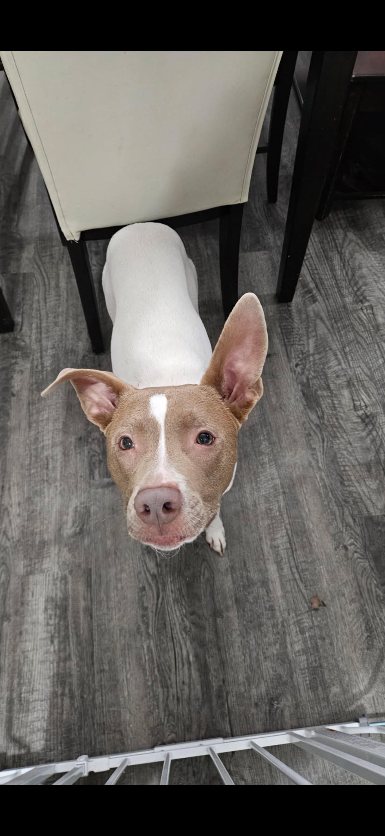 Oakleigh  Delilah, ADOPTABLE, Young Female Pointer & Pit Bull Terrier.