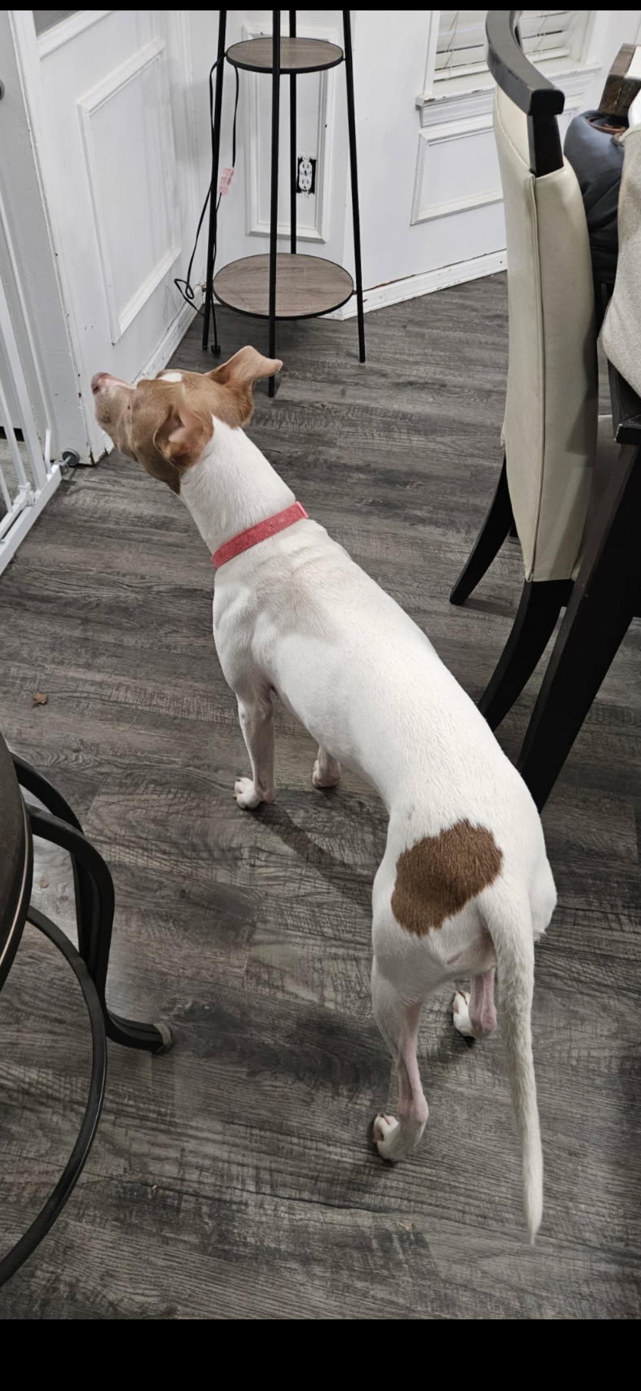 Enlarge Oakleigh  Delilah, a ADOPTABLE mixed breed in Dallas, TX image 3/3