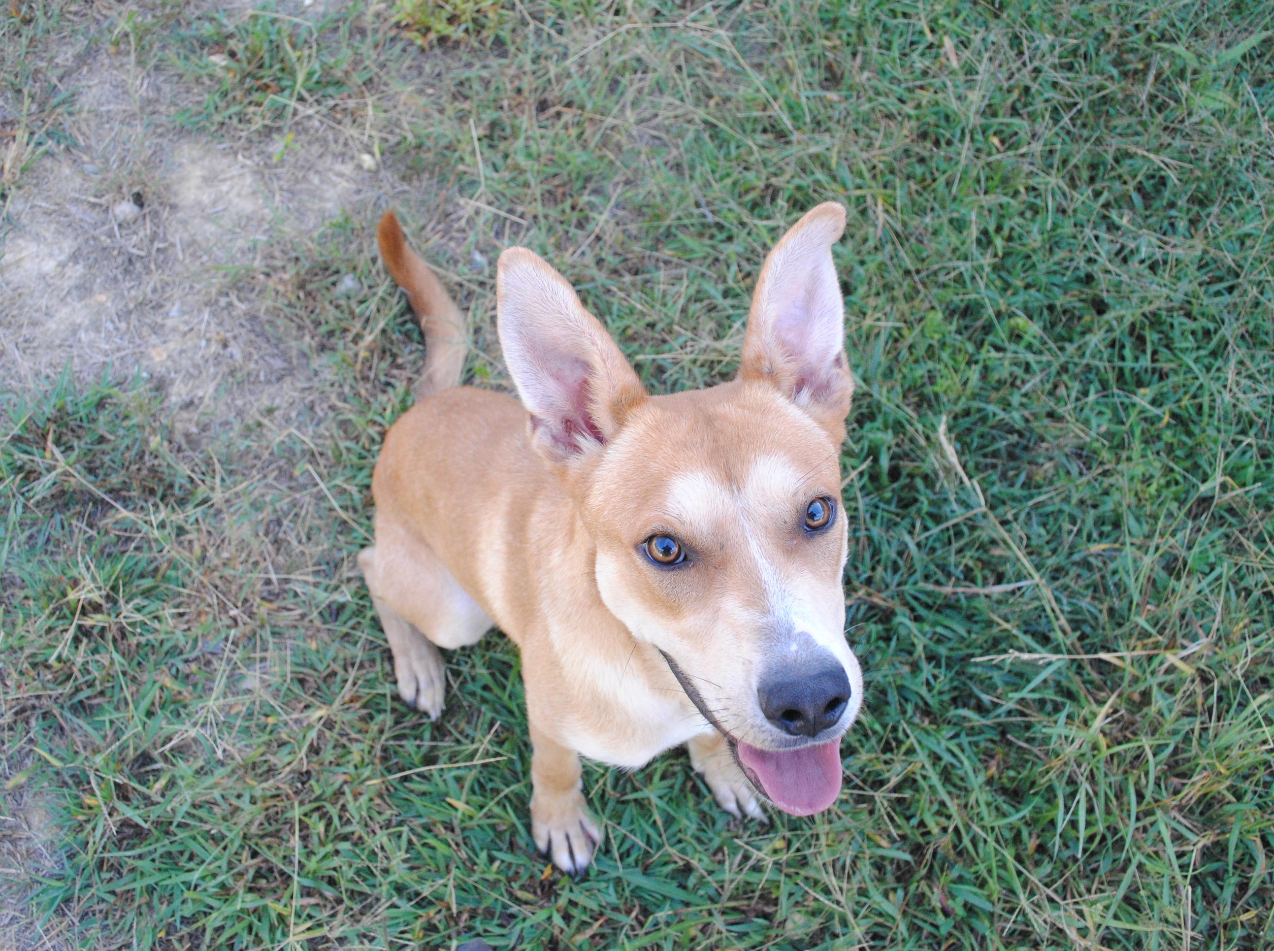 Enlarge Spud, a Adoptable mixed breed in Manchester, TN image 2/6