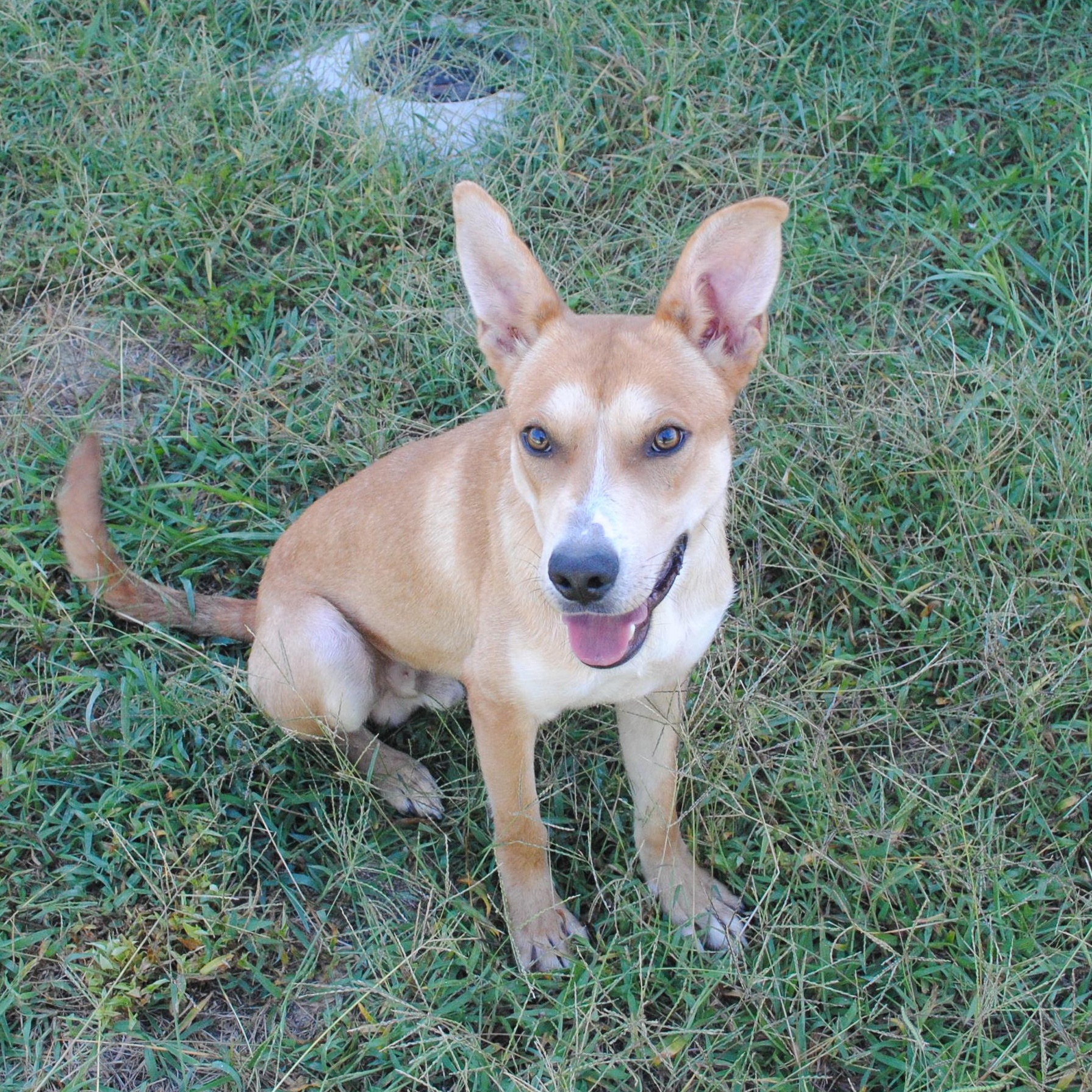 Spud, Adoptable, Young Male German Shepherd Dog.
