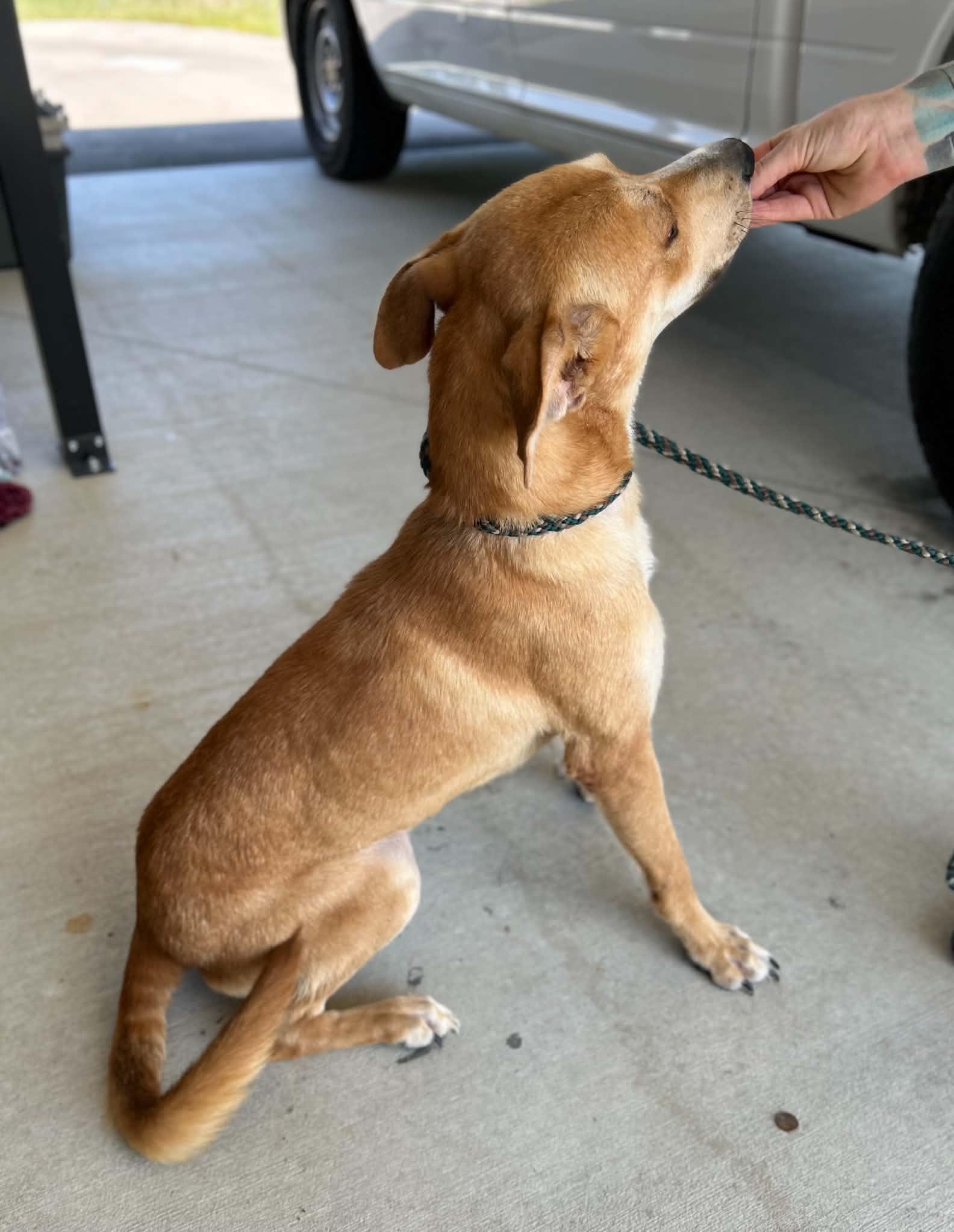 Enlarge Spud, a Adoptable mixed breed in Manchester, TN image 5/6