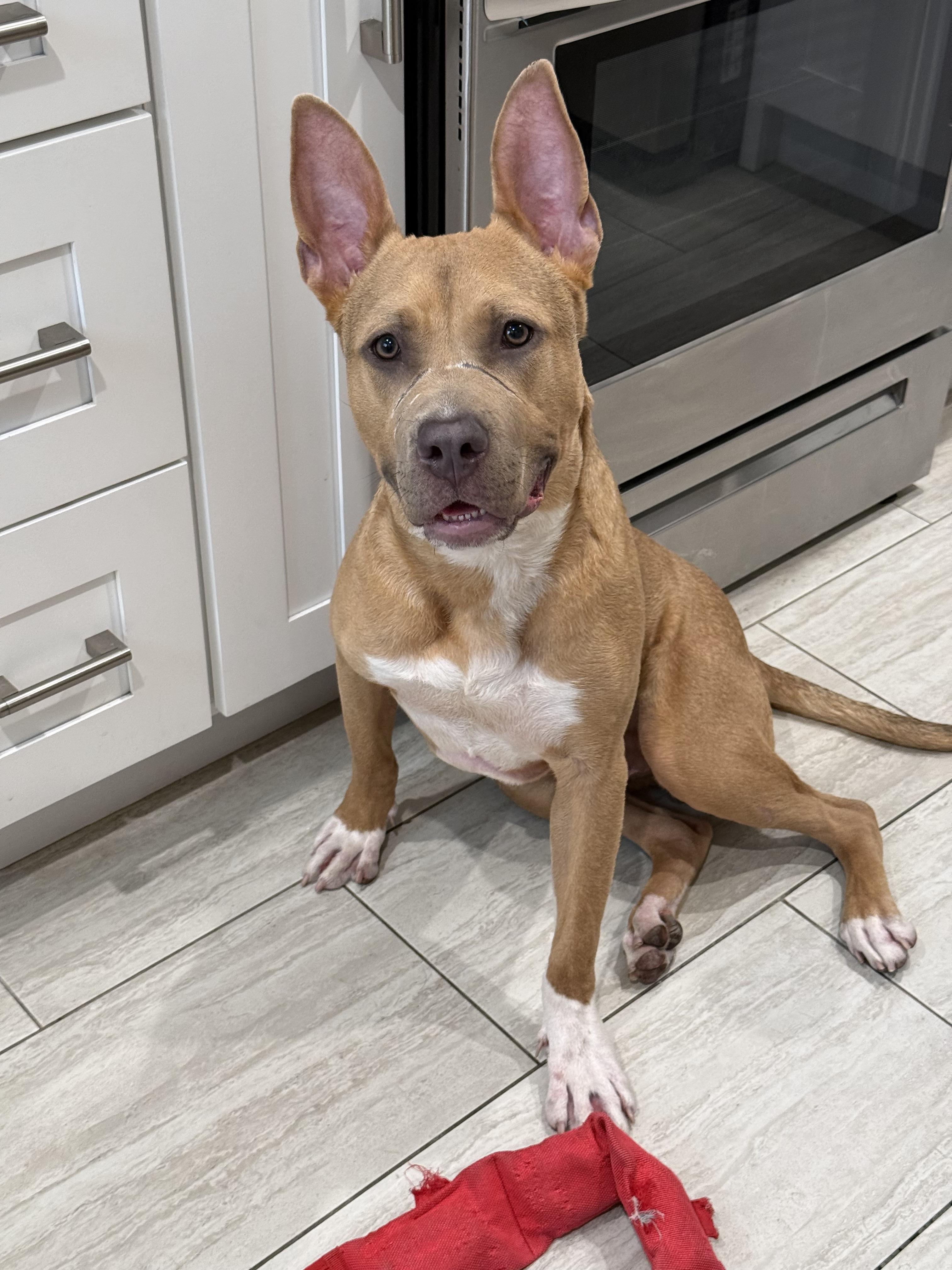 Oden, Adoptable, Young Male Pit Bull Terrier.