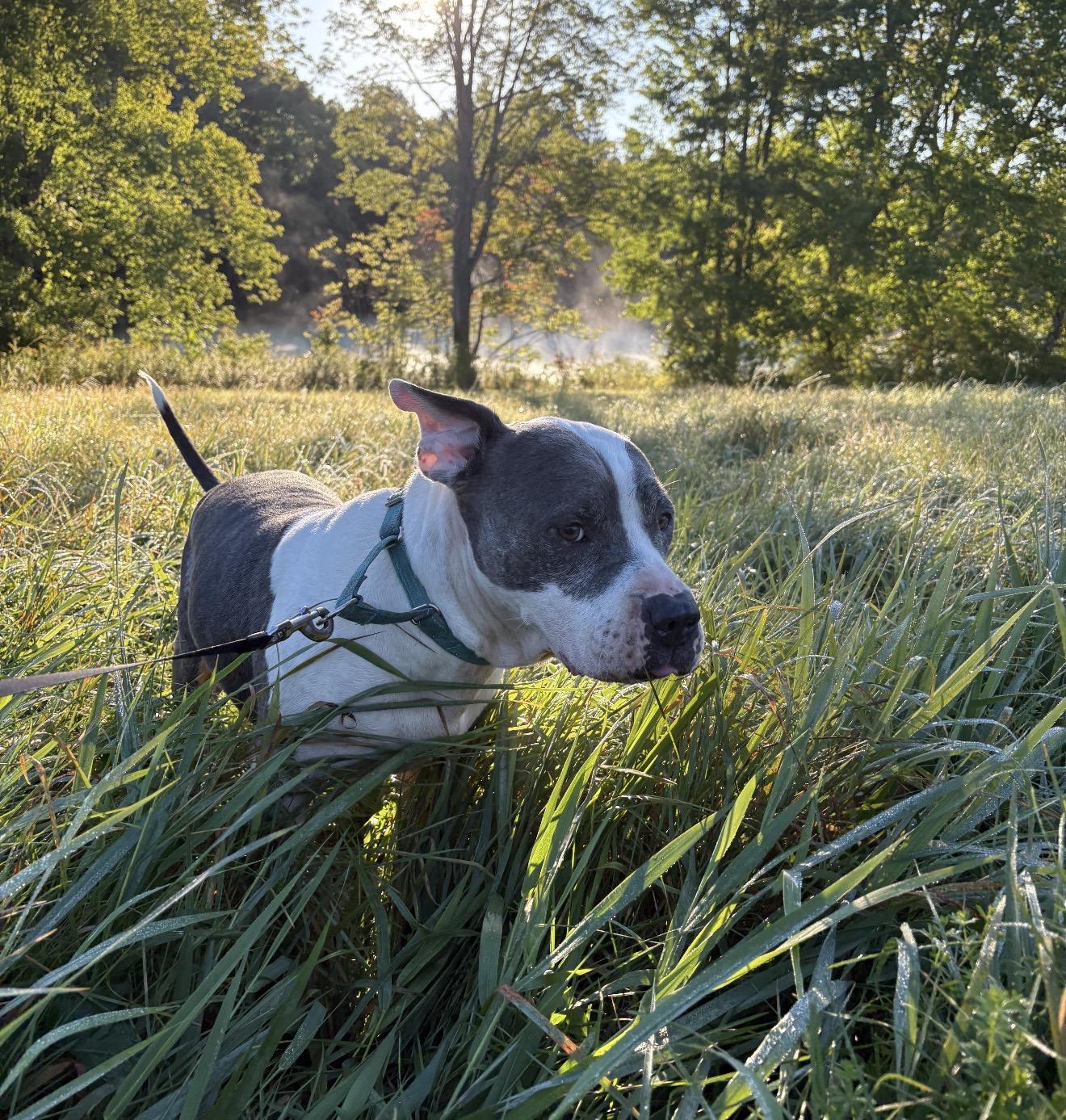 Enlarge Dozer, a Adoptable mixed breed in Pocono Summit, PA image 5/6