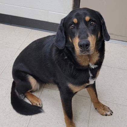 Macadamia, Adoptable, Adult Female Labrador Retriever & Shepherd.