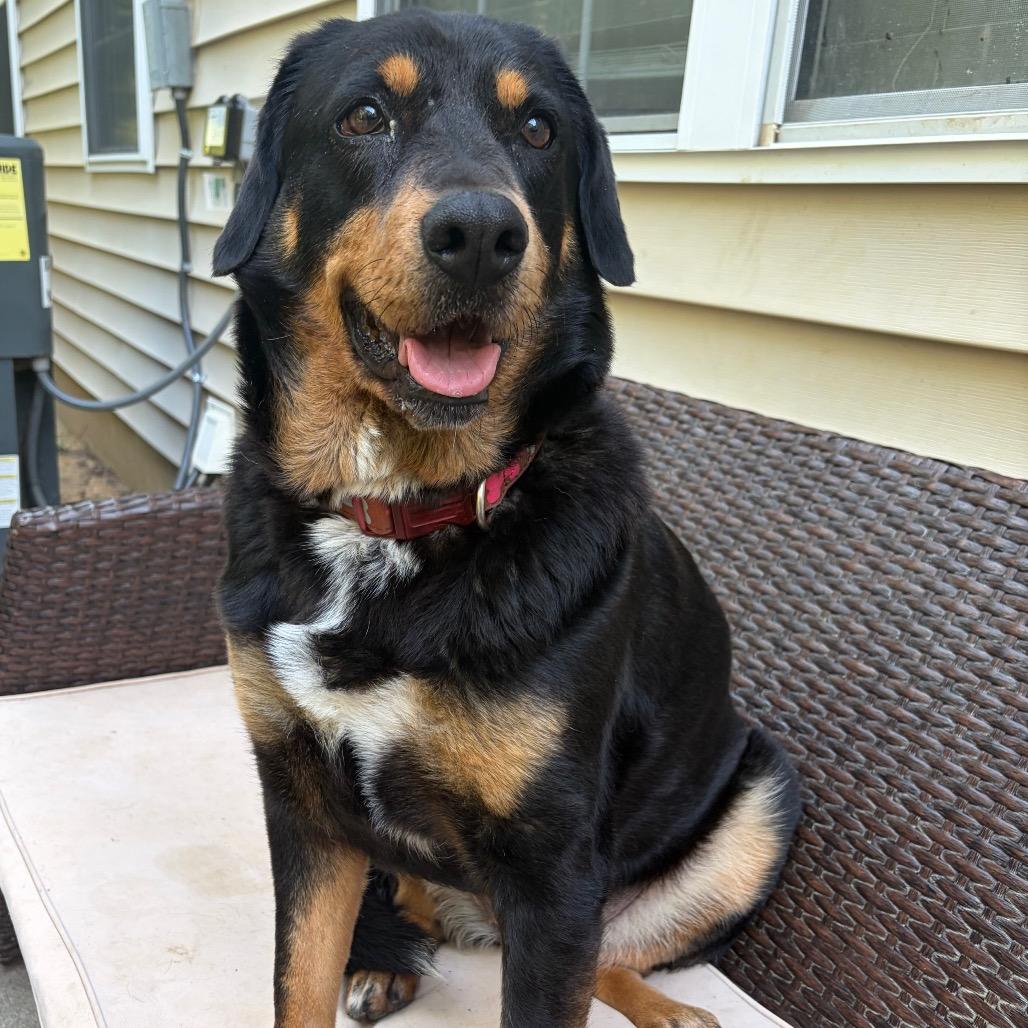 Macadamia, a Adoptable mixed breed in Durham, NC image 3/6