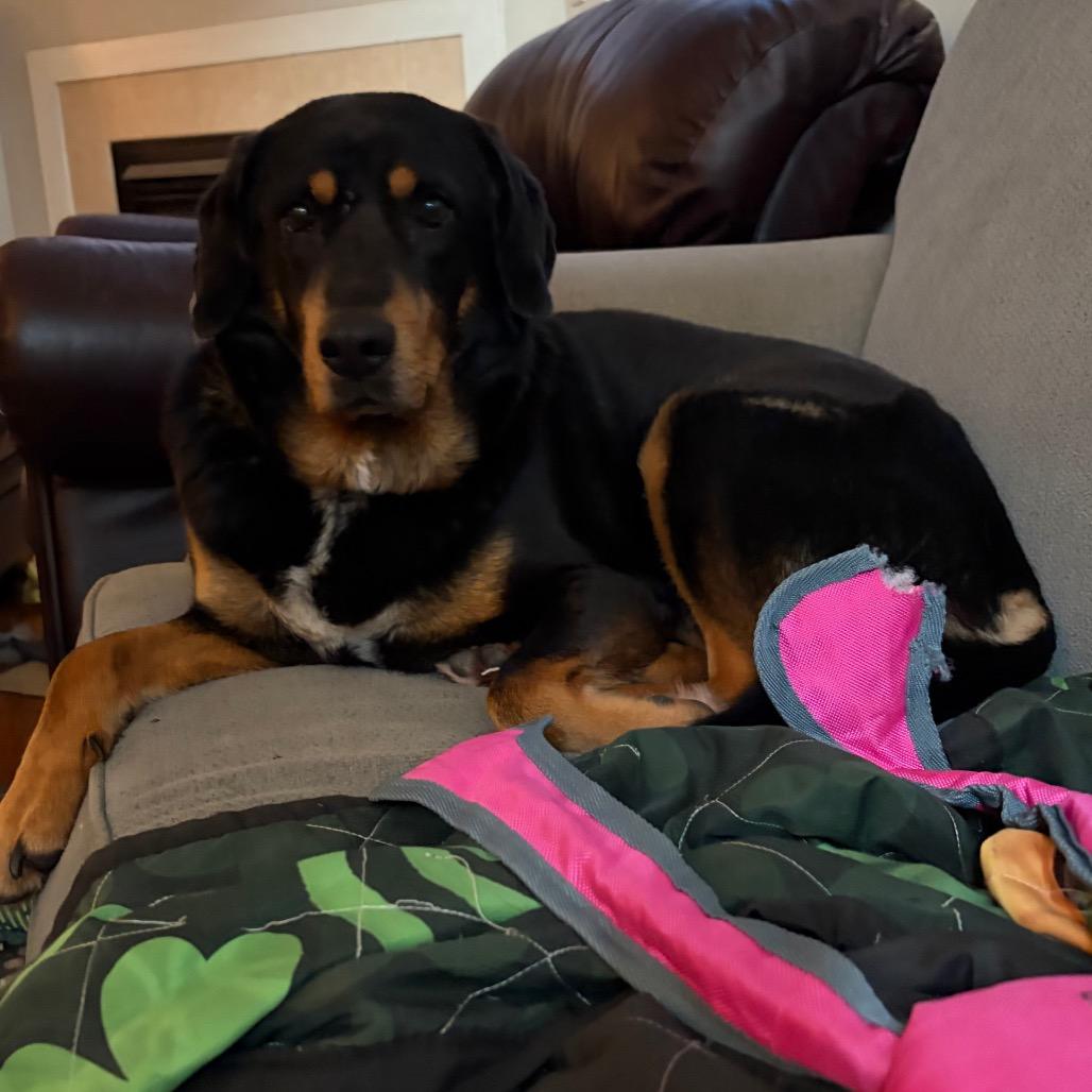 Macadamia, a Adoptable mixed breed in Durham, NC image 4/6