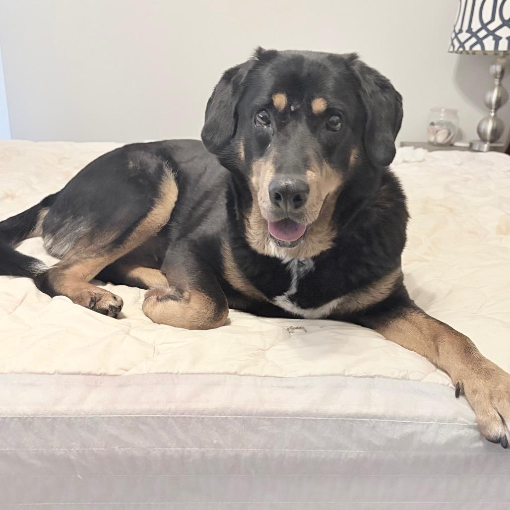 Macadamia, a Adoptable mixed breed in Durham, NC image 5/6