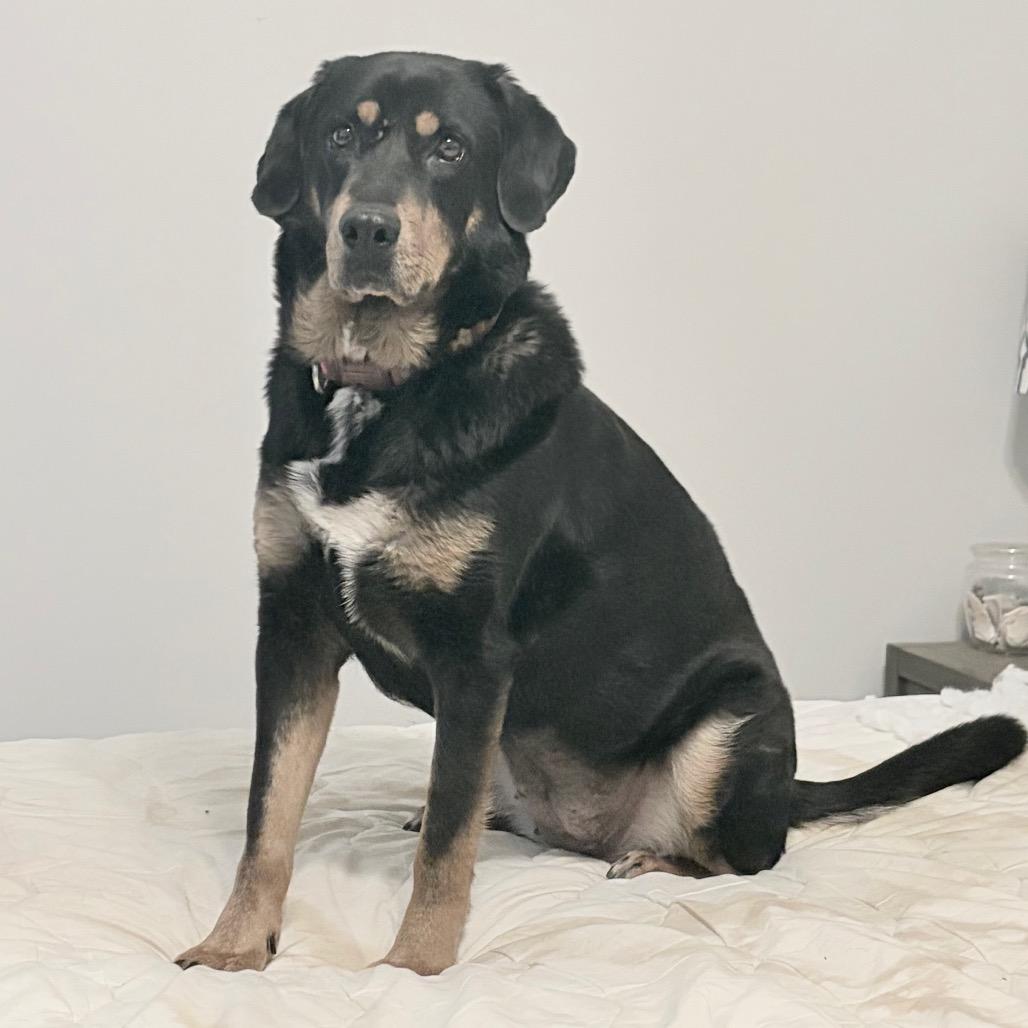 Macadamia, a Adoptable mixed breed in Durham, NC image 6/6
