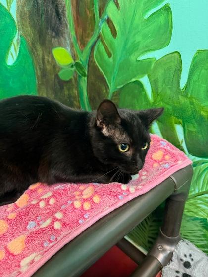 Enlarge Midnight, a Adoptable mixed breed in Harbor Springs, MI image 1/1