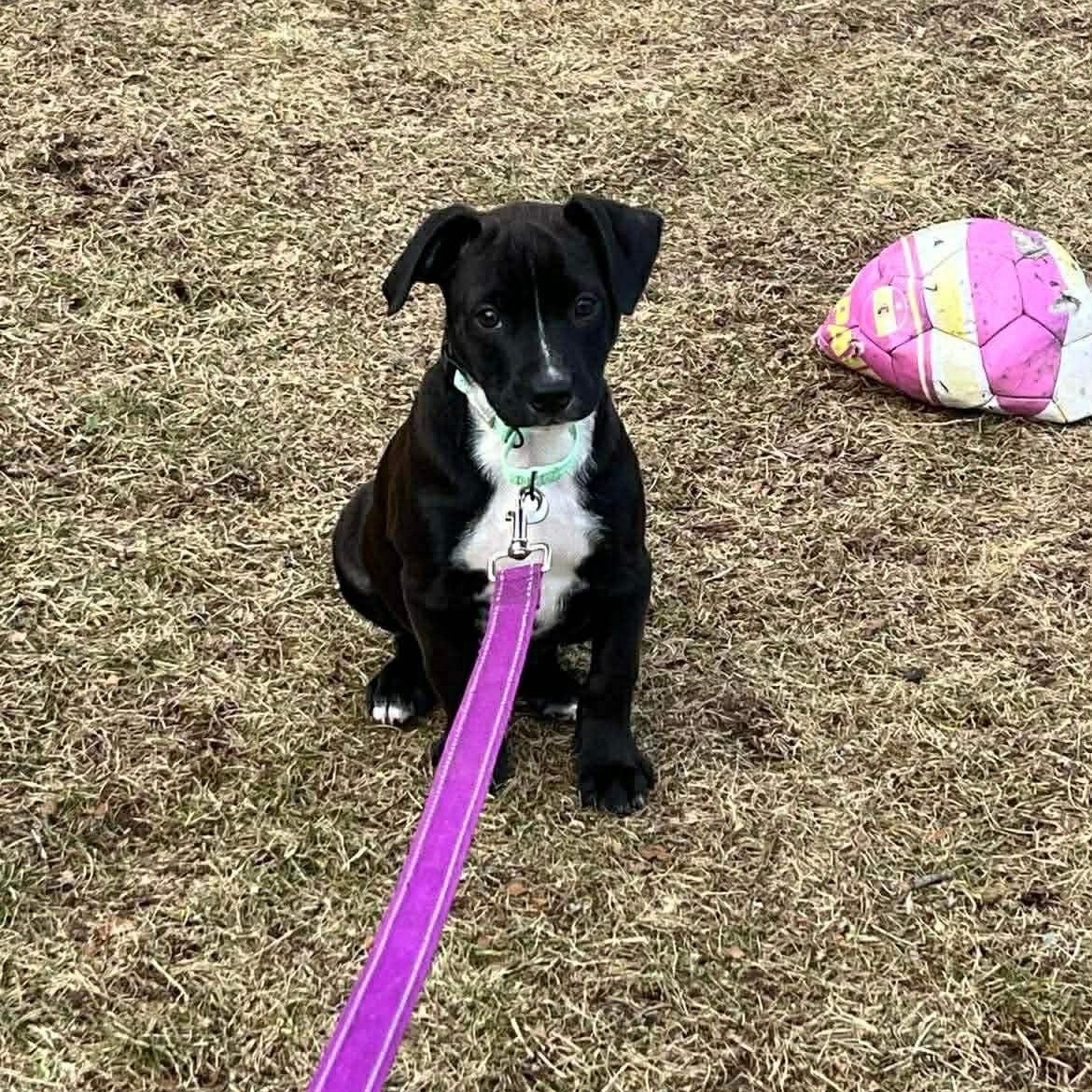 Enlarge Boba, a Adoptable mixed breed in Chepachet, RI image 1/6