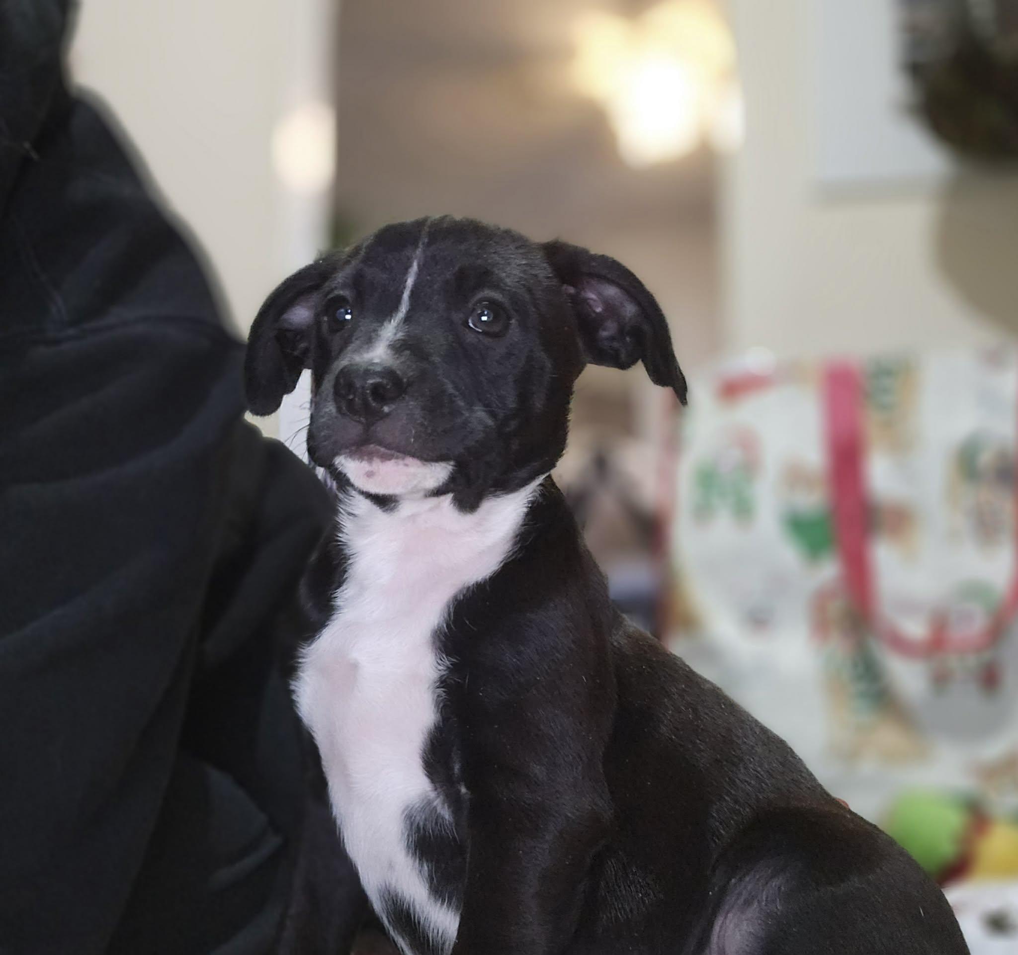 Enlarge Boba, a Adoptable mixed breed in Chepachet, RI image 4/6
