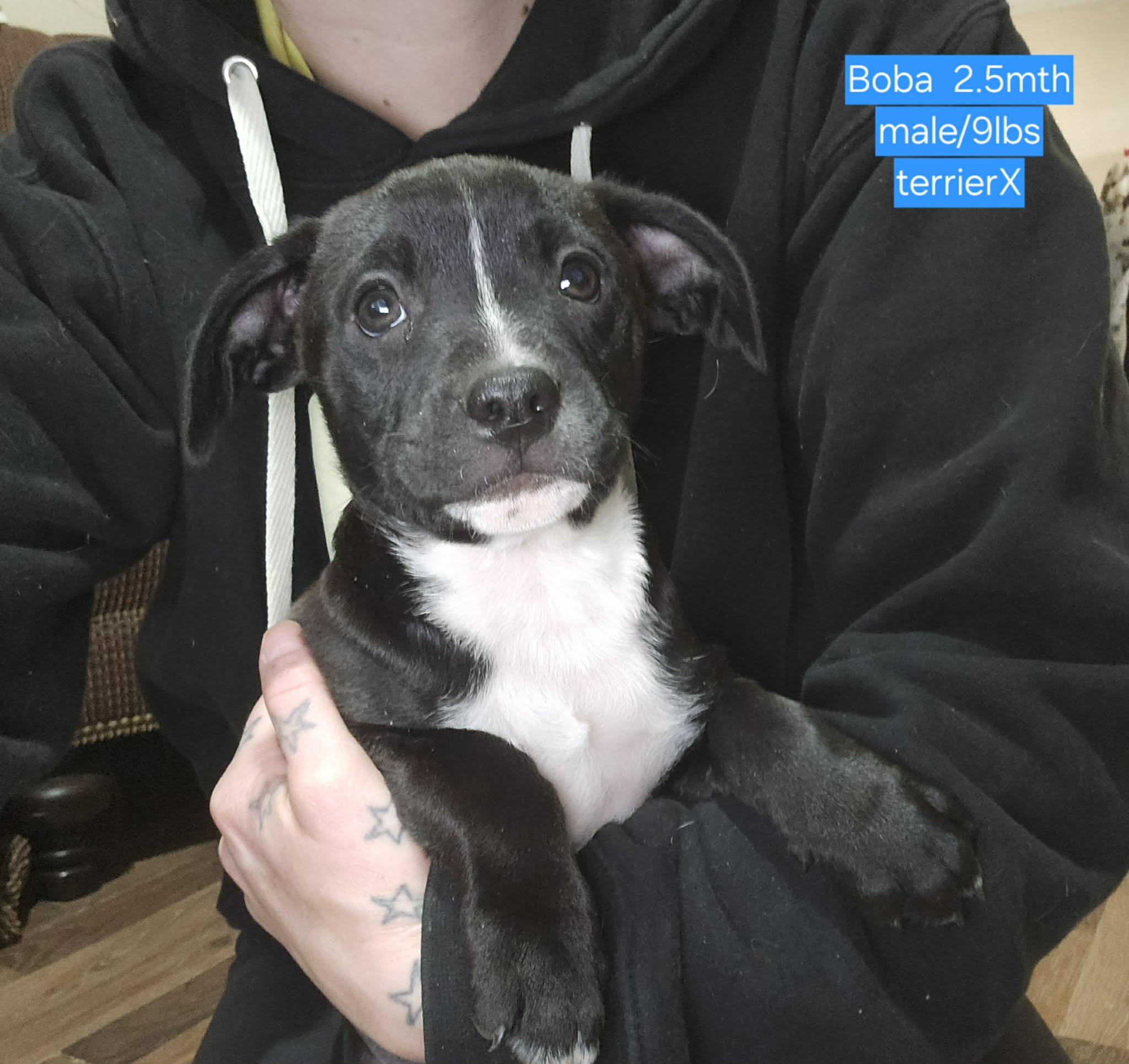 Enlarge Boba, a Adoptable mixed breed in Chepachet, RI image 5/6