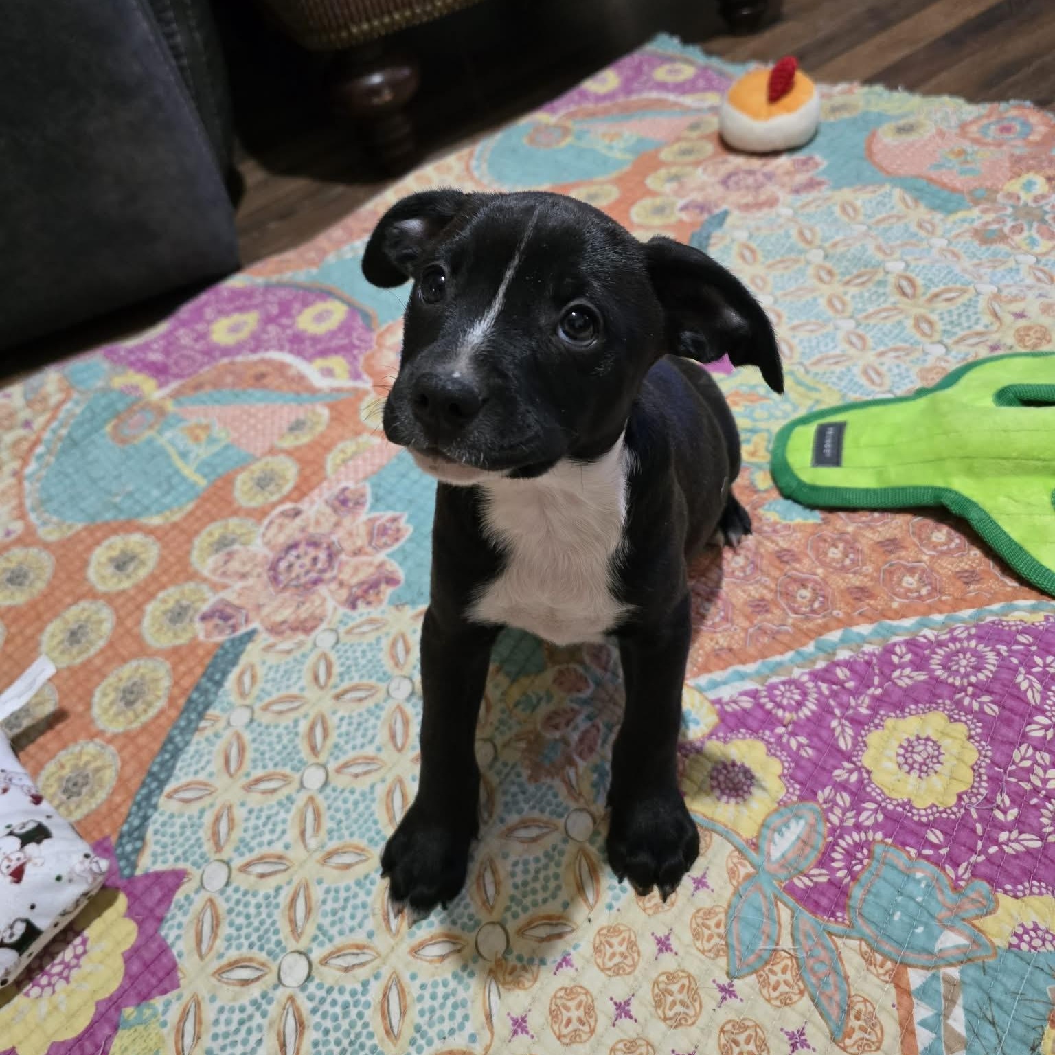 Boba, Adoptable, Puppy Male Terrier & American Bully.
