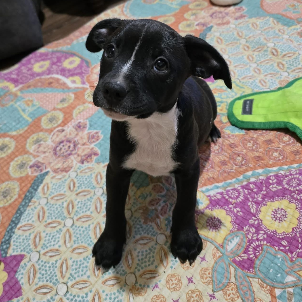 Enlarge Boba, a Adoptable mixed breed in Chepachet, RI image 2/6