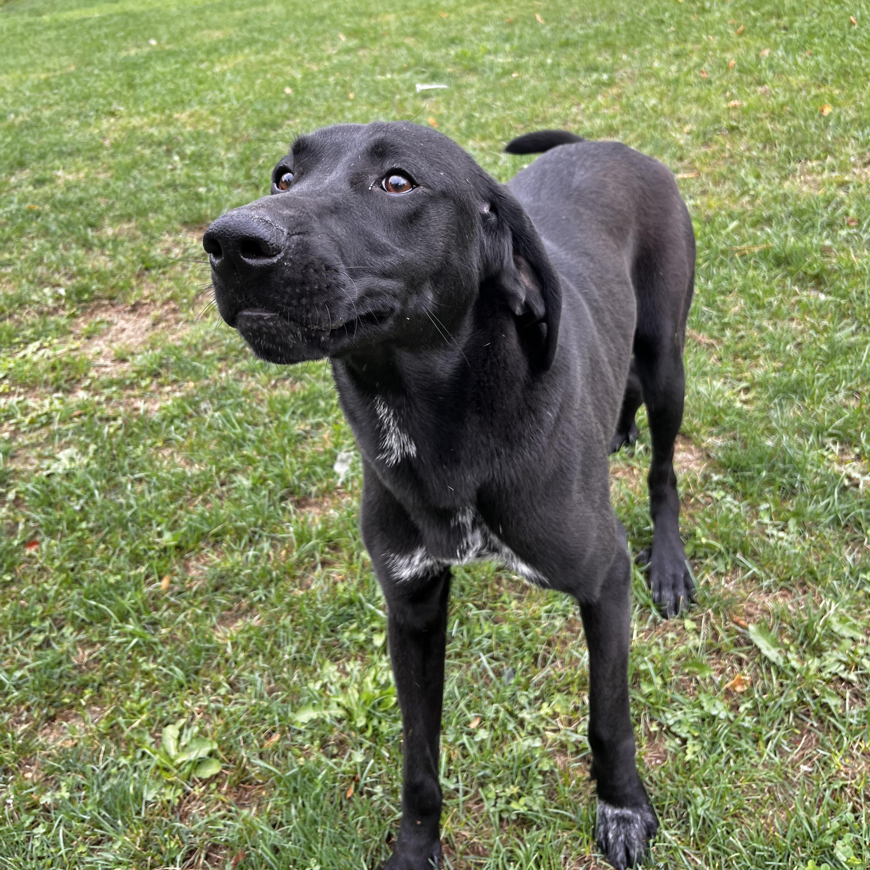 Vega - Looking for Foster, a Adoptable mixed breed in Mississauga, ON image 2/6