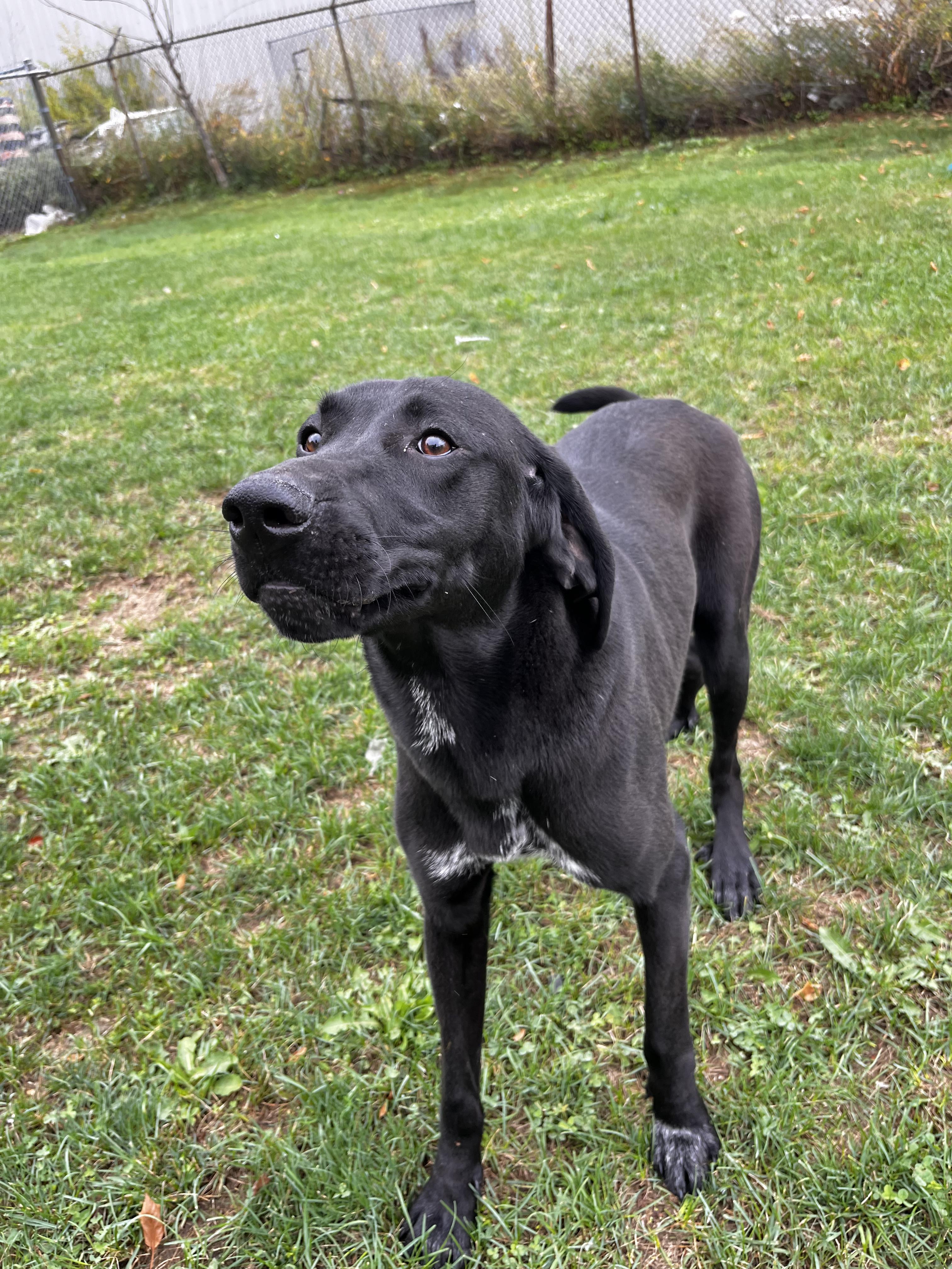 Vega - Looking for Foster, a Adoptable mixed breed in Mississauga, ON image 2/5