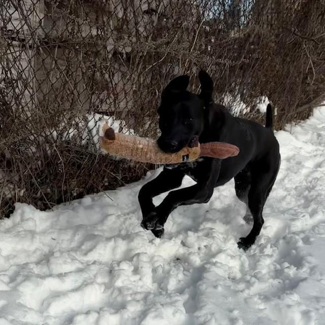 Vega - Looking for Foster, a Adoptable mixed breed in Mississauga, ON image 5/6