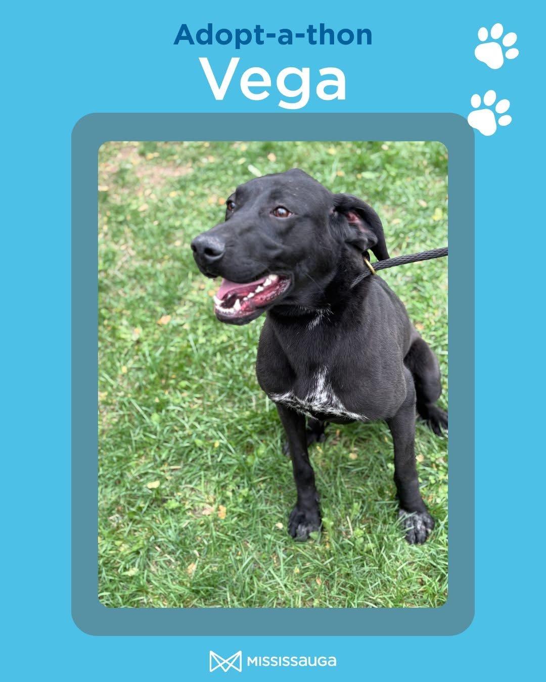 Vega - Looking for Foster, a Adoptable mixed breed in Mississauga, ON image 1/5