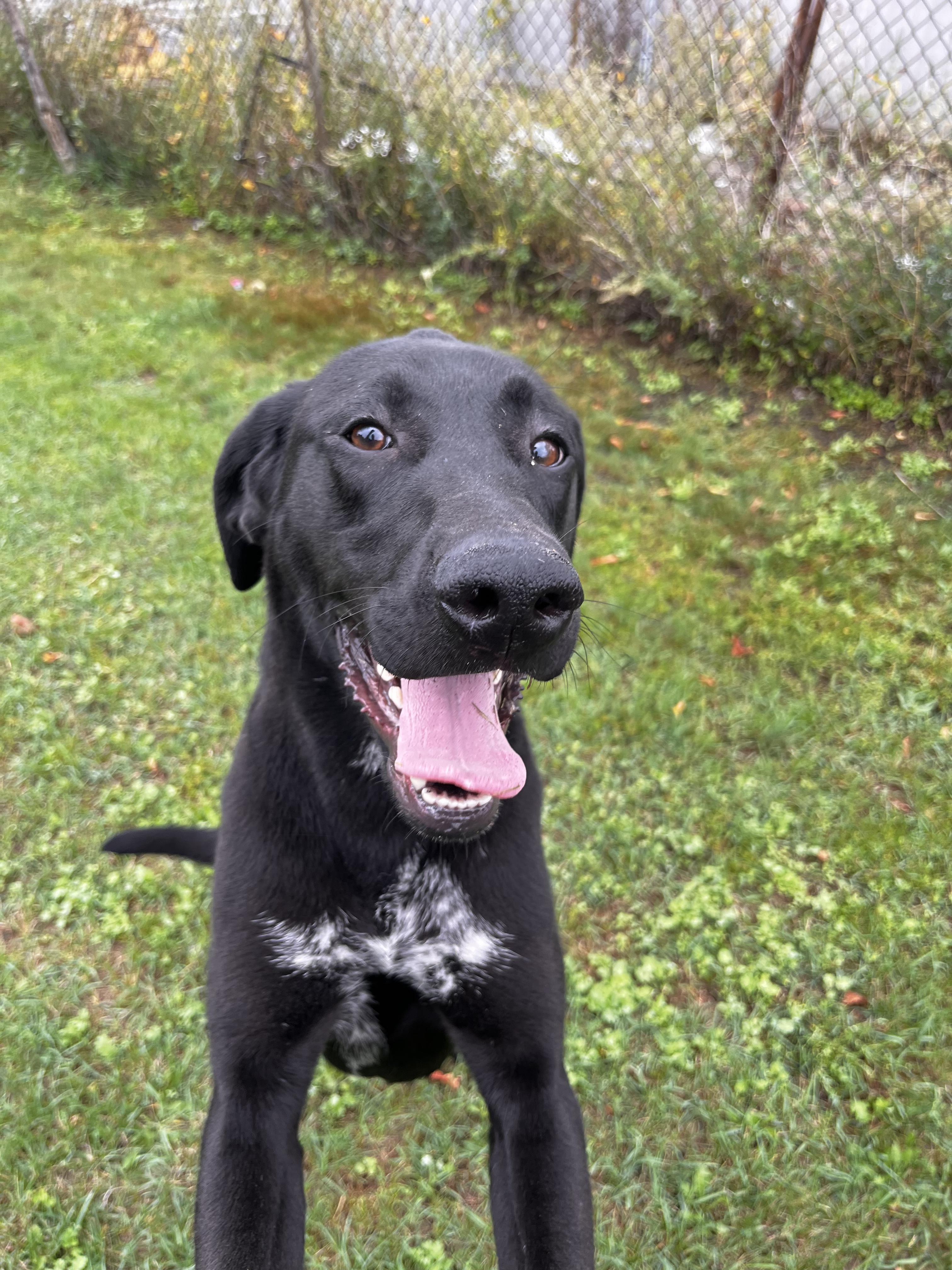 Vega - Looking for Foster, an adoptable Mastiff, German Shorthaired Pointer in Mississauga, ON, L5C 4H4 | Photo Image 4