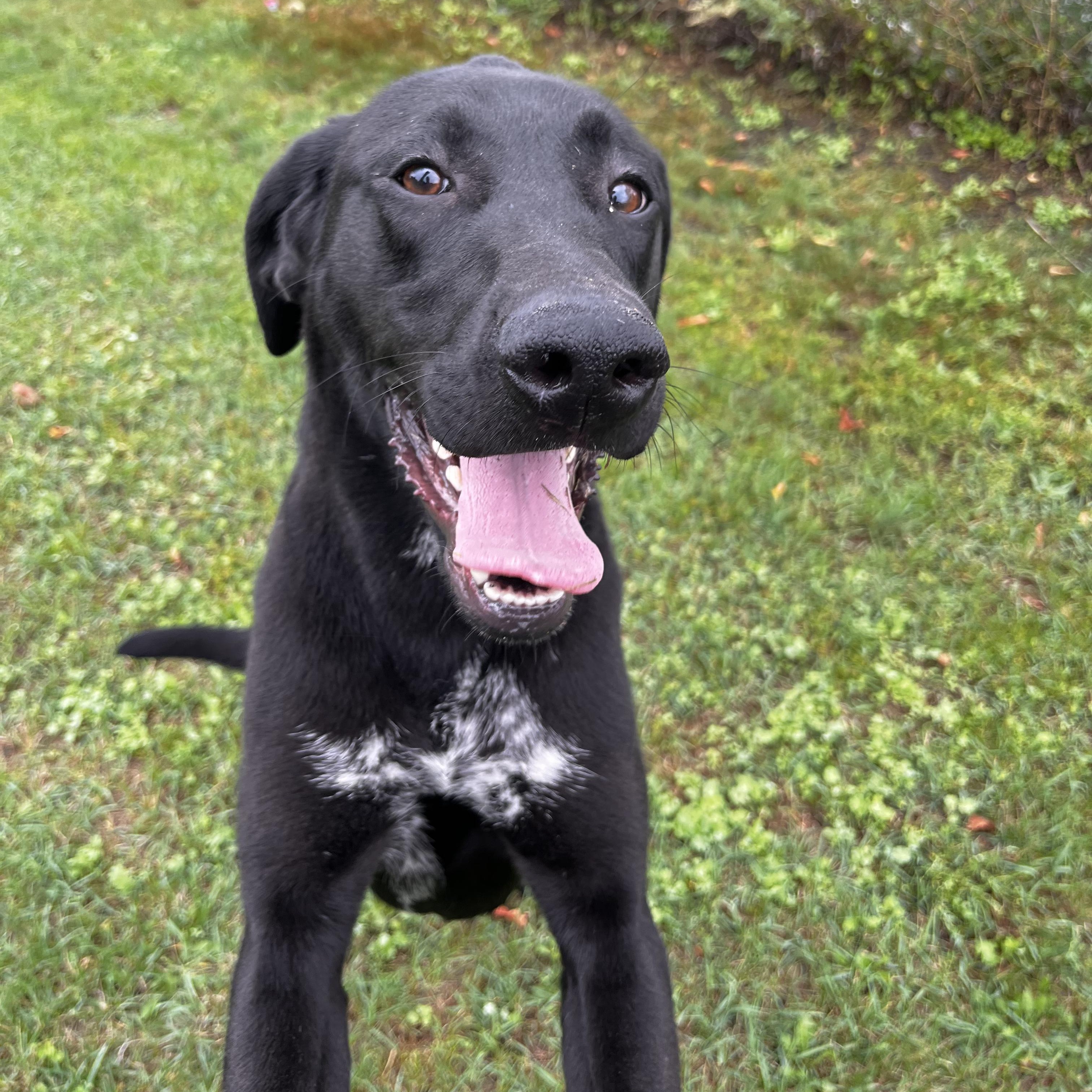 Vega - Looking for Foster, a Adoptable mixed breed in Mississauga, ON image 3/6