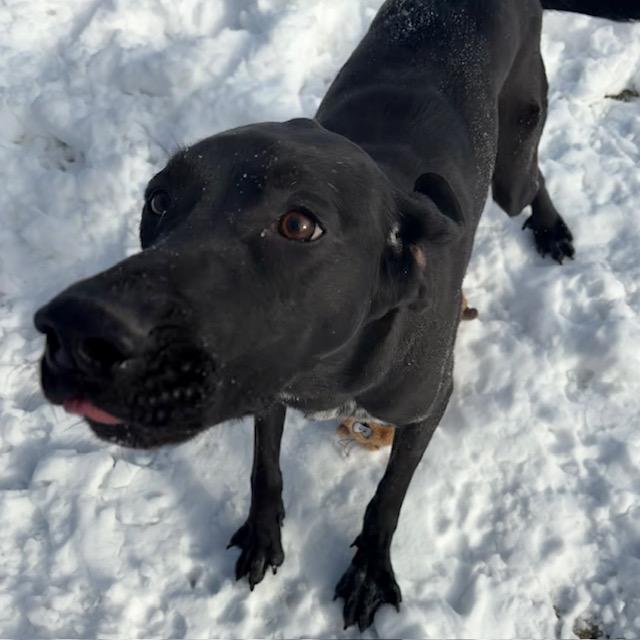 Vega - Looking for Foster, a Adoptable mixed breed in Mississauga, ON image 6/6