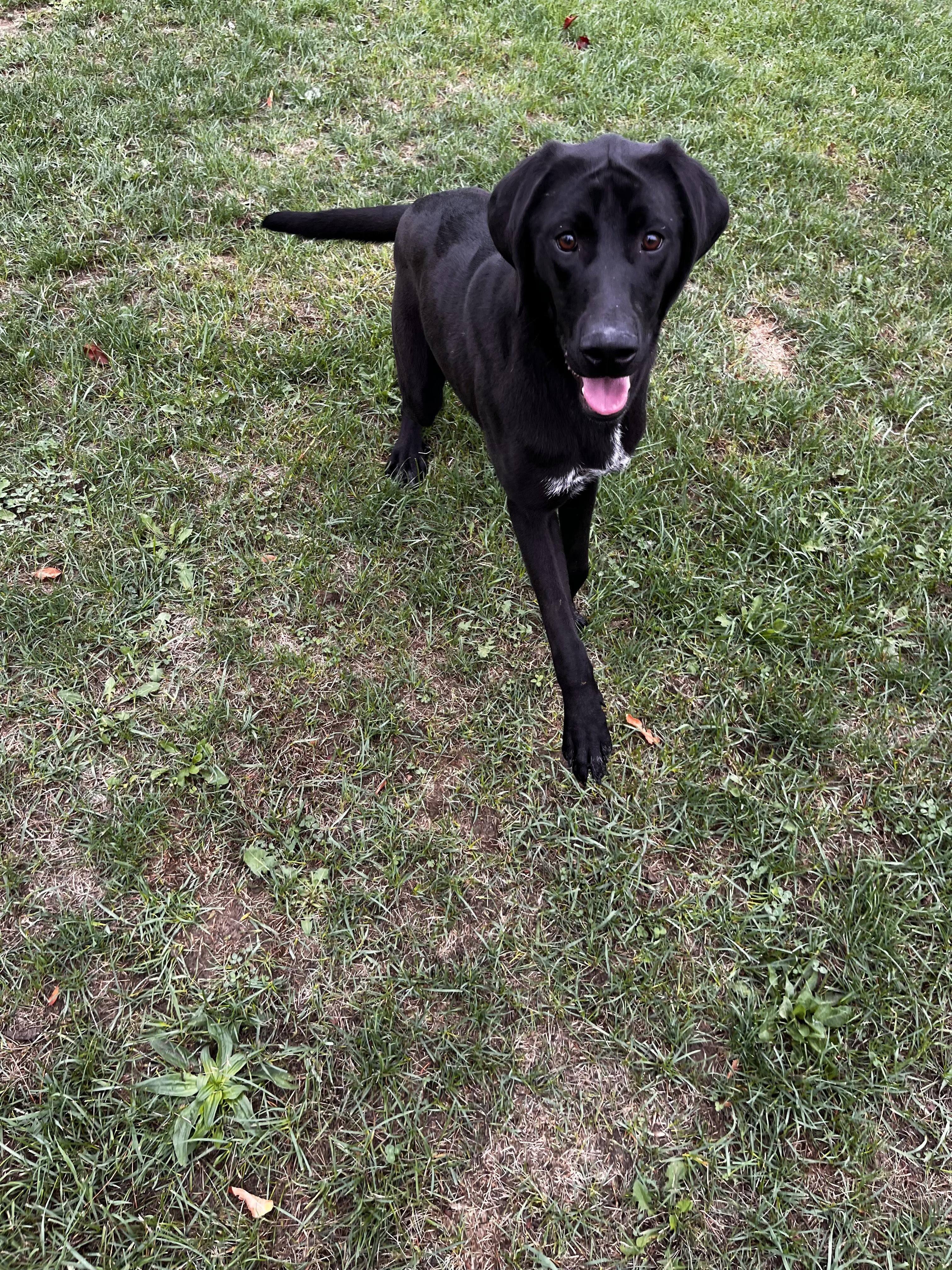 Vega - Looking for Foster, an adoptable Mastiff, German Shorthaired Pointer in Mississauga, ON, L5C 4H4 | Photo Image 2