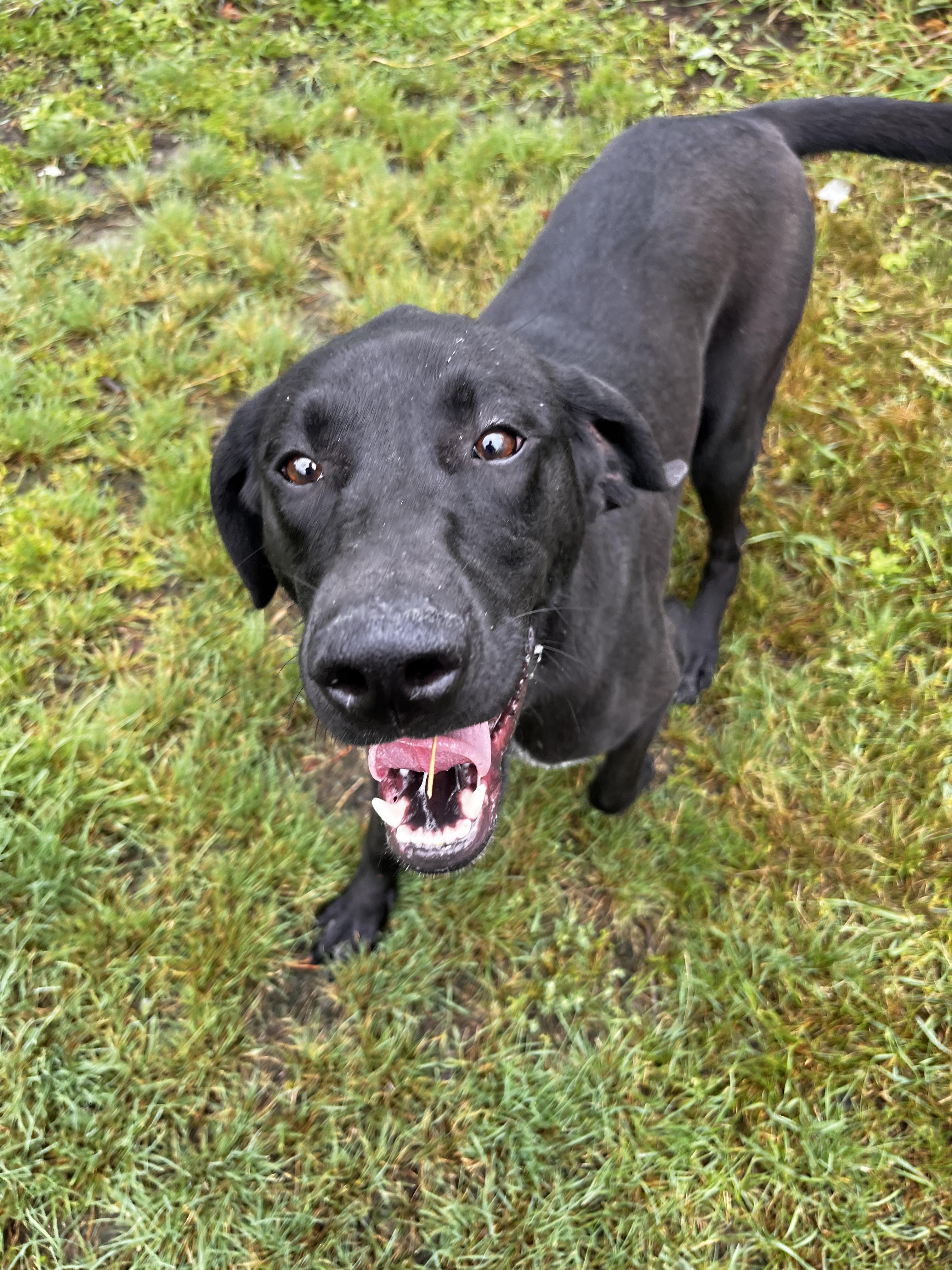 Vega - Looking for Foster, a Adoptable mixed breed in Mississauga, ON image 5/5