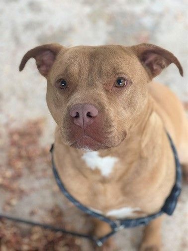 Enlarge Piglet, a Adoptable mixed breed in Manning, SC image 1/1