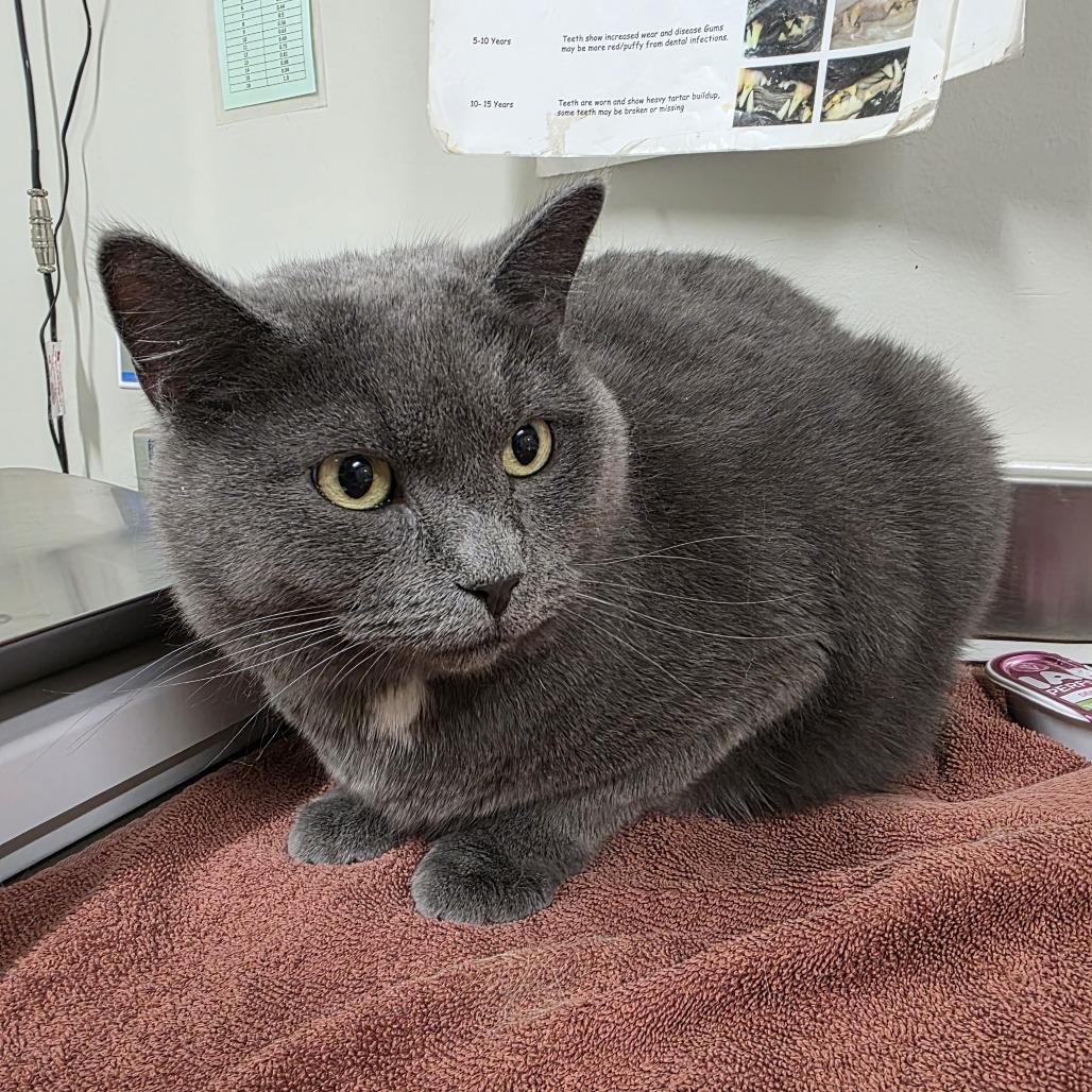 Nami, Adoptable, Adult Female Domestic Short Hair.